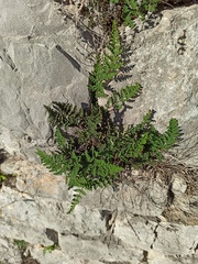 Oeosporangium persica
