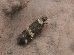 Oegoconia deauratella