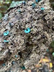 Chlorociboria aeruginascens