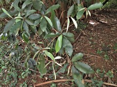 Englerophytum natalense