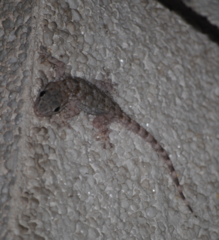 Tarentola mauritanica mauritanica