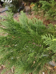 Cupressus × leylandii