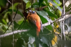 Harpactes duvaucelii