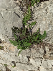 Oeosporangium persica