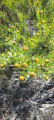 Leucadendron glaberrimum erubescens