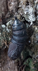 Lymantria dispar