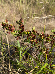 Hypericum hypericoides