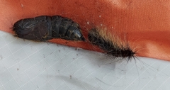 Lymantria dispar