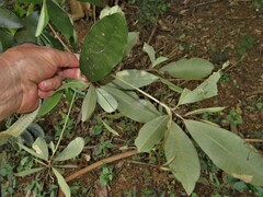 Englerophytum natalense