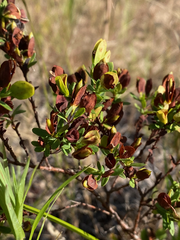 Hypericum hypericoides