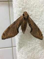 Sphingidae