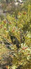 Leucadendron glaberrimum erubescens