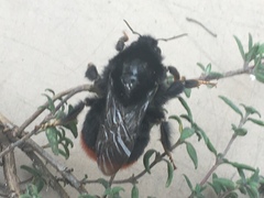 Bombus lapidarius