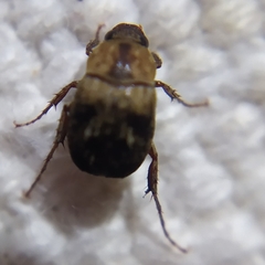 Melolonthinae