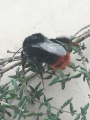 Bombus lapidarius