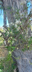 Clematis montevidensis