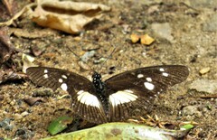 Pseudacraea lucretia tarquinea