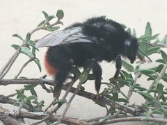 Bombus lapidarius