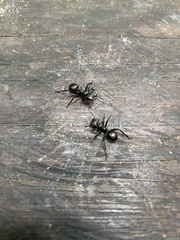 Cephalotes atratus