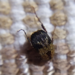 Melolonthinae