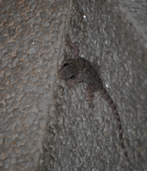 Tarentola mauritanica mauritanica