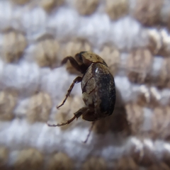 Melolonthinae