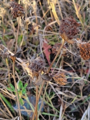 Dracocephalum parviflorum