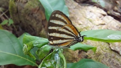 Arawacus lincoides