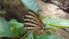 Arawacus lincoides