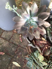 Graptoveria
