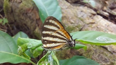 Arawacus lincoides