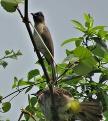 Pycnonotus barbatus layardi