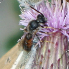 Sphecodogastra