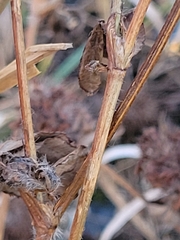Dracocephalum parviflorum