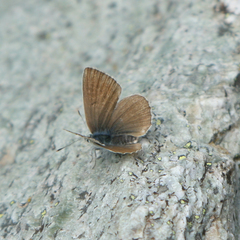 Polyommatus damon