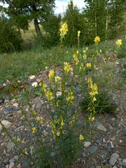 Linaria acutiloba