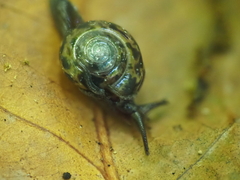 Palaua minor