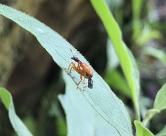 Attelabidae