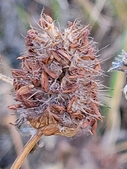 Dracocephalum parviflorum