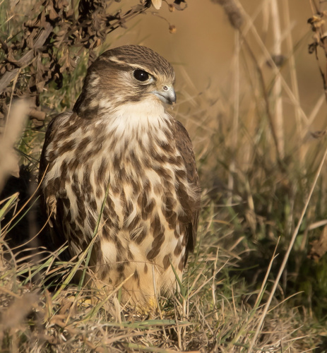 Esmerejón (Falco columbarius)