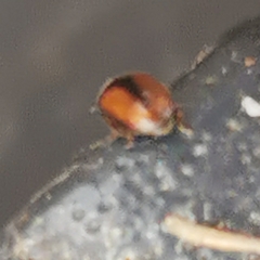Scymnus suturalis