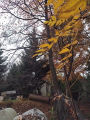 Koelreuteria paniculata