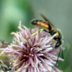 Sphecodogastra