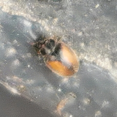 Scymnus suturalis