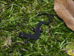 Salamandrina perspicillata