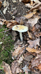 Amanita junquillea
