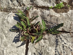 Asplenium ceterach