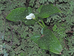 Zantedeschia albomaculata