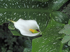 Zantedeschia albomaculata