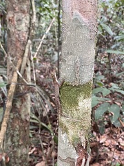 Anolis fuscoauratus